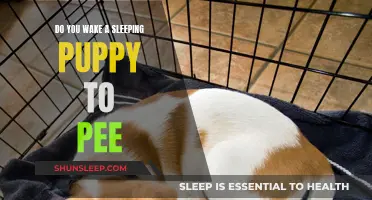 Training a Puppy: When and How to Wake a Sleeping Pup for Potty Breaks