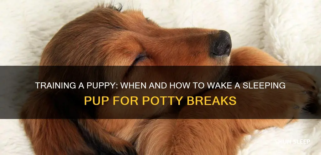 do you wake a sleeping puppy to pee