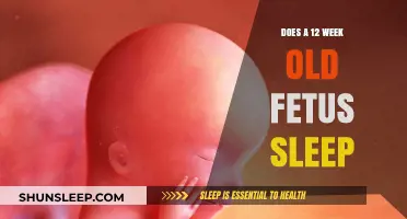 Fetal Sleep: What Happens at 12 Weeks?