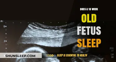 Fetal Sleep: What to Expect at 15 Weeks