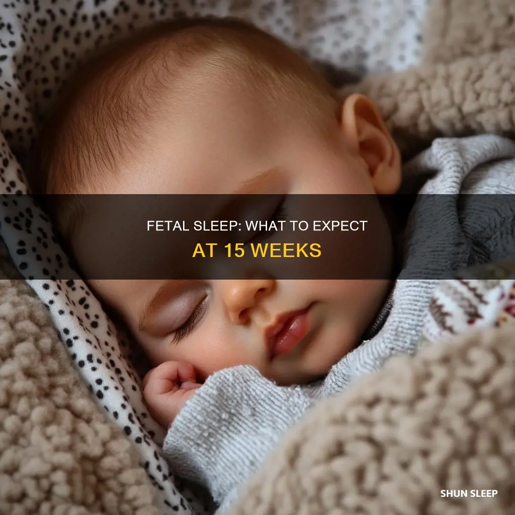 does a 15 week old fetus sleep