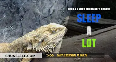 Bearded Dragon Napping: Normal or Not?