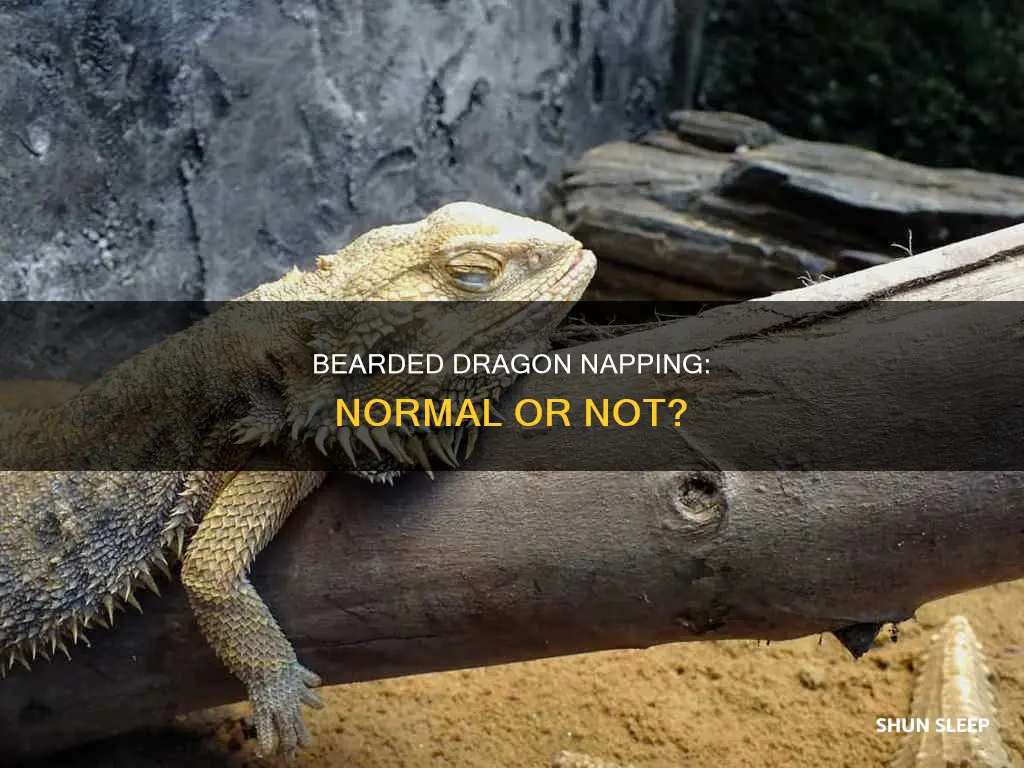 does a 2 week old bearded dragon sleep a lot