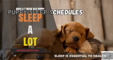 Puppy Sleep Patterns: What's Normal for a 7-Week-Old?