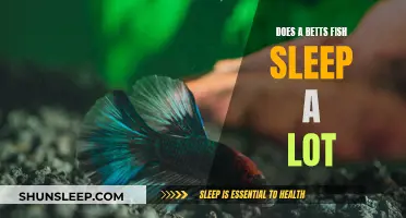 Do Bettas Sleep a Lot? Understanding Their Sleep Patterns