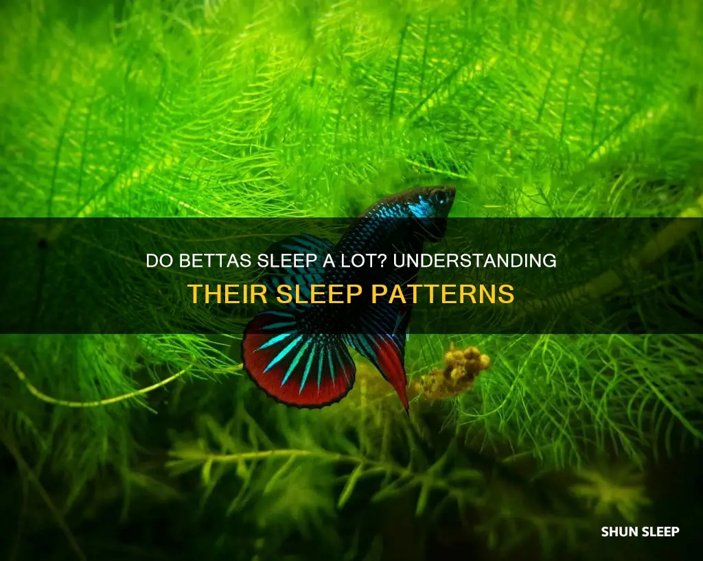 does a betts fish sleep a lot