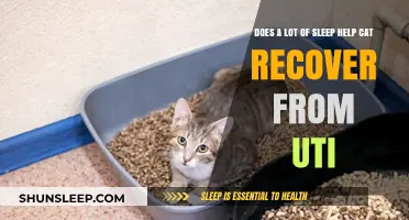 Can Extra Sleep Aid Cats in Recovering from a UTI?