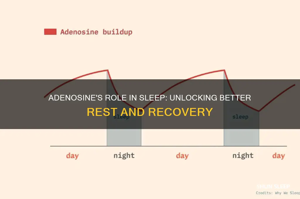 does adenosine help you sleep