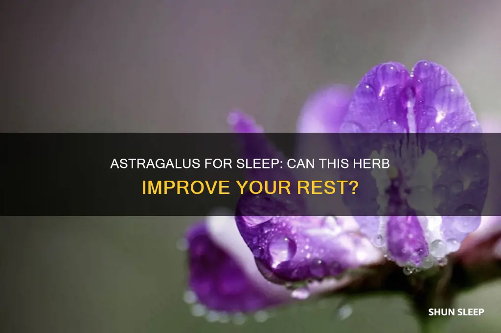 does astragalus help you sleep