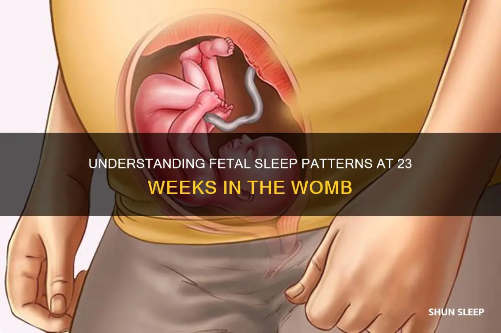 does baby sleep in womb at 23 weeks