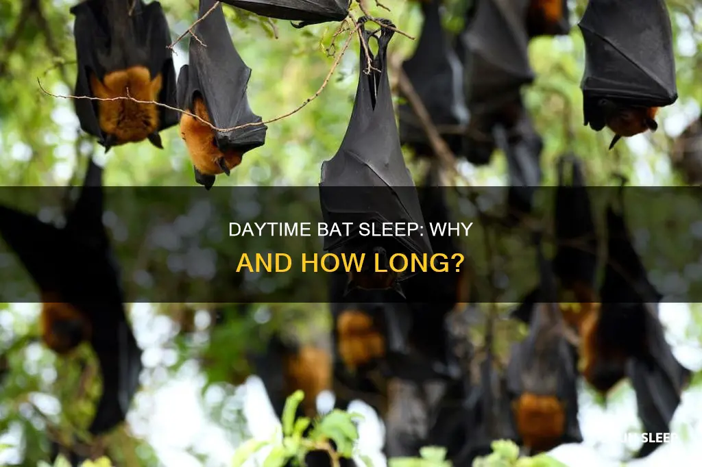 does bats sleep during day