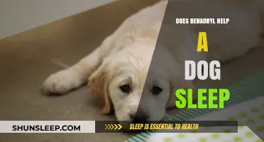 Can Benadryl Safely Aid Your Dog's Sleep? Expert Insights