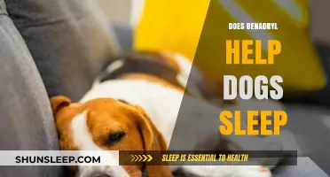 Can Benadryl Aid Your Dog's Sleep? A Pet Owner's Guide