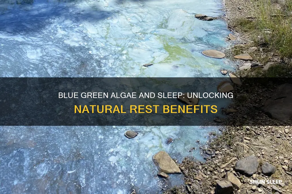 does blue green algae help with sleep