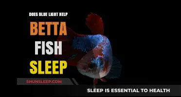Blue Light's Impact on Betta Fish Sleep Patterns Explained