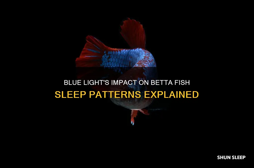 does blue light help betta fish sleep