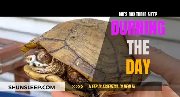 Daytime Sleep Patterns of Box Turtles