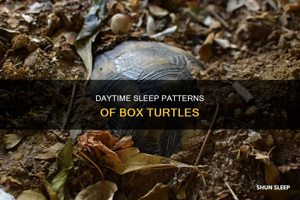 does box turle sleep durning the day