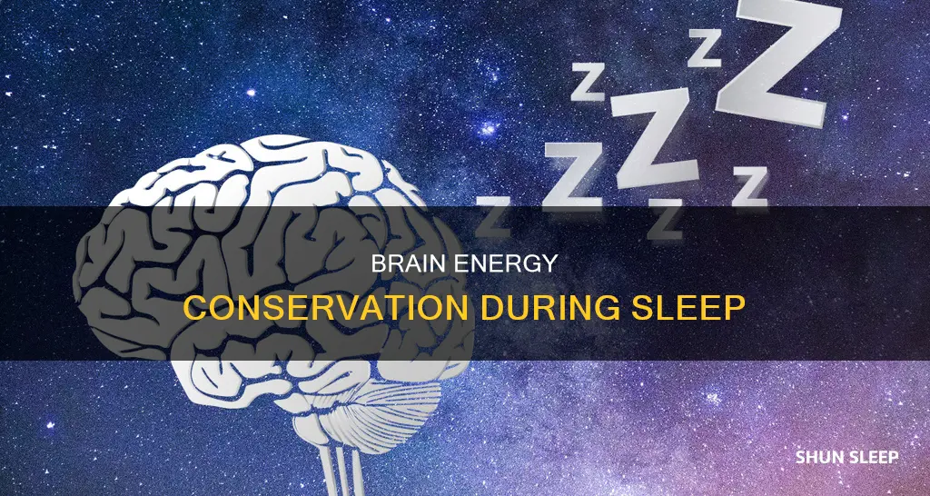 does brain use less energy during sleep