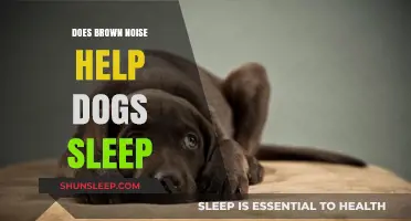 Brown Noise for Dogs: Enhancing Sleep Quality and Reducing Anxiety