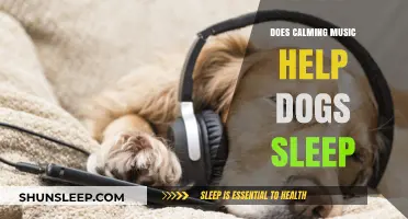 Calming Music for Dogs: Enhancing Sleep Quality and Relaxation