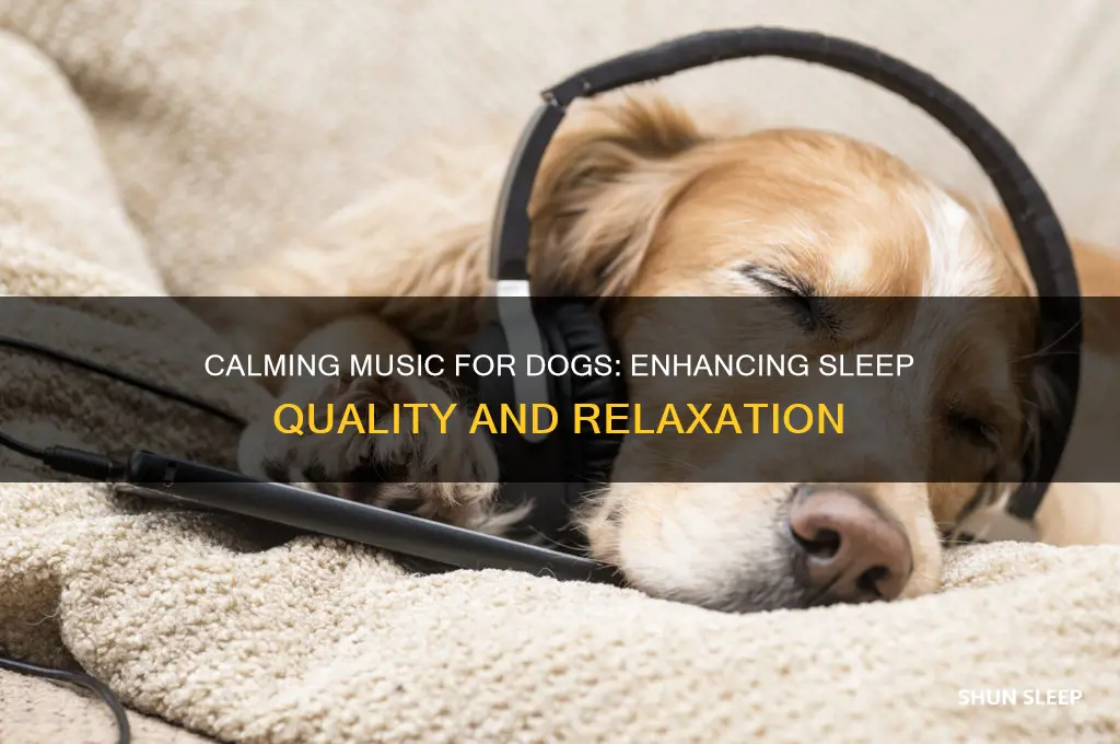 does calming music help dogs sleep