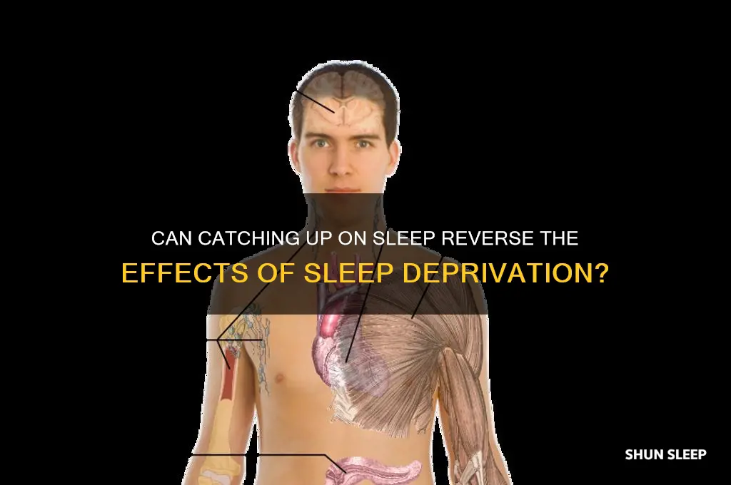 does catching up on sleep help