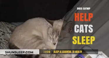 Catnip for Cats: Does It Induce Sleep or Playfulness?
