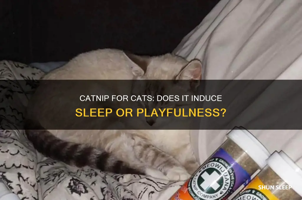 does catnip help cats sleep