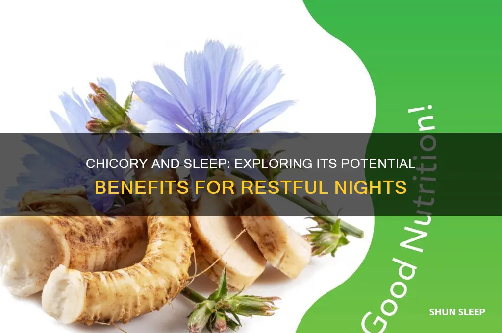 does chicory help with sleep