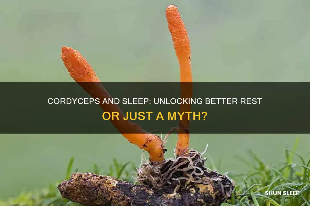 does cordyceps help you sleep