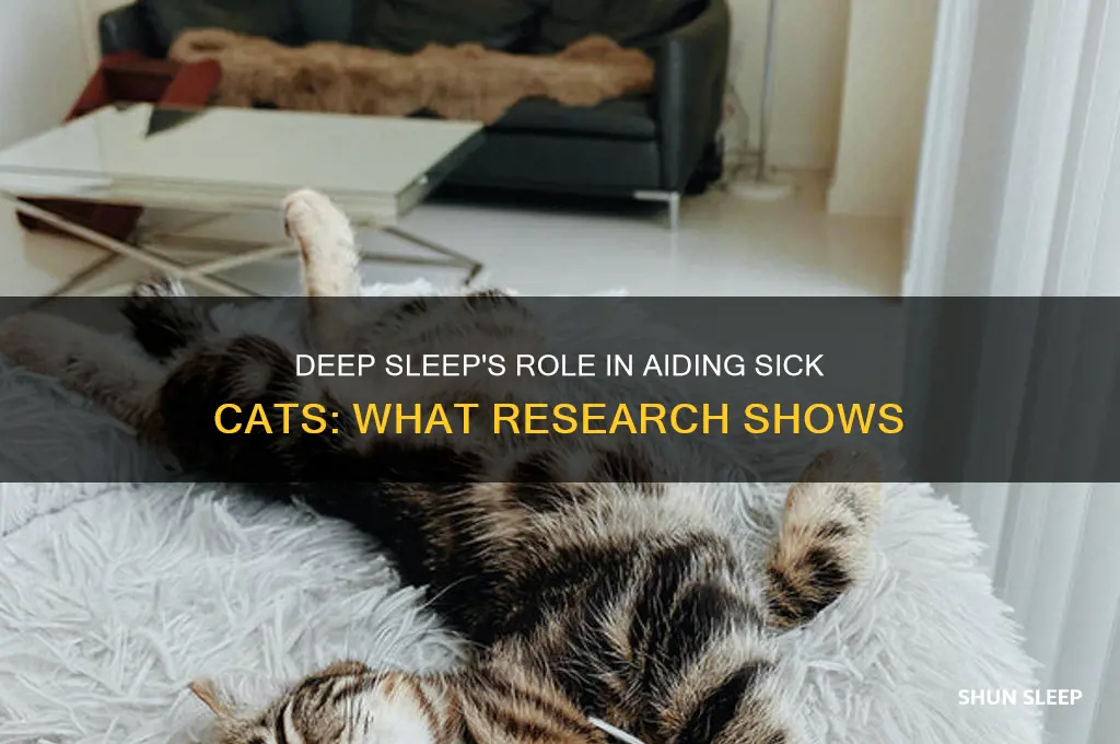 does deep sleep help a cat with being sick