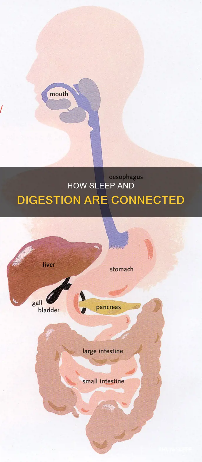does digestion happens during sleep