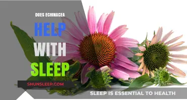 Echinacea and Sleep: Exploring Its Potential Benefits for Restful Nights