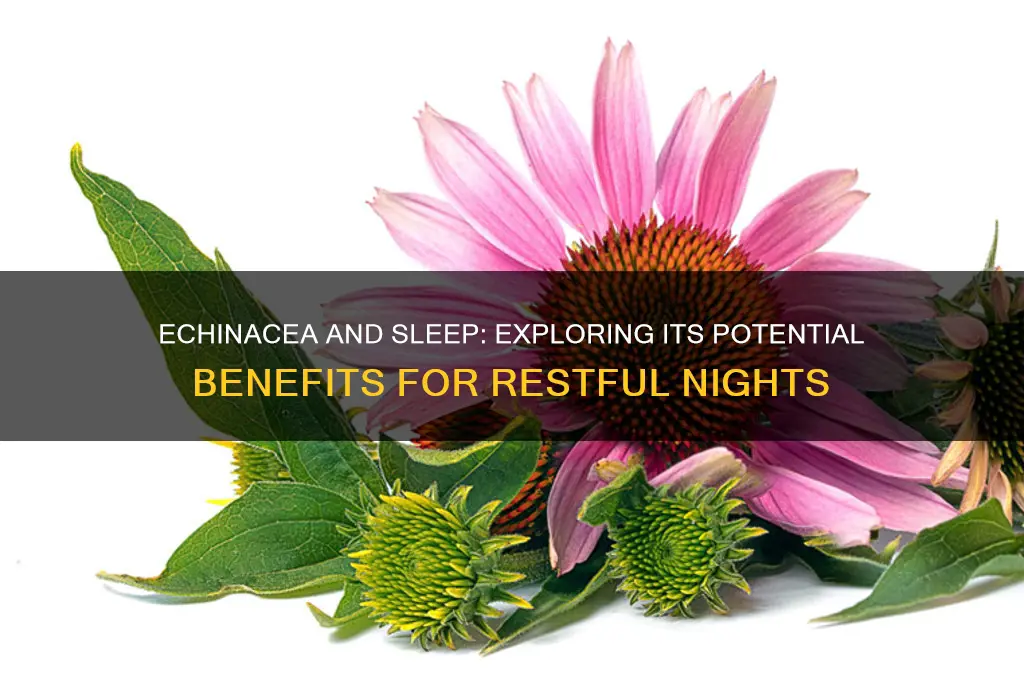 does echinacea help with sleep