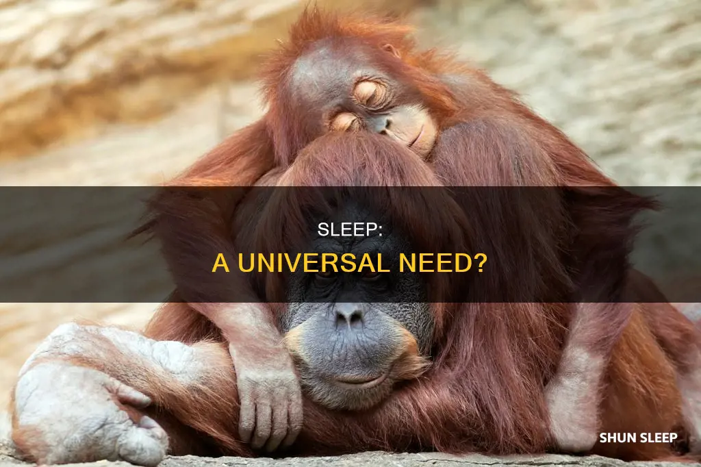 does every organism need sleep
