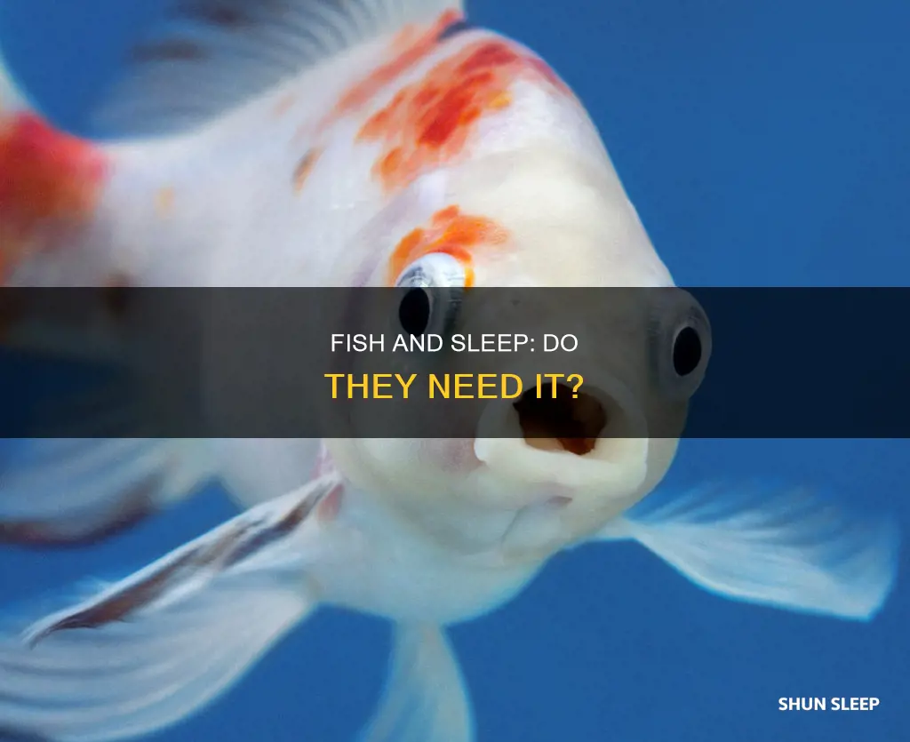 does fish need to sleep