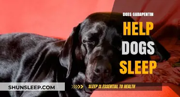 Can Gabapentin Improve Your Dog's Sleep Quality? A Comprehensive Guide