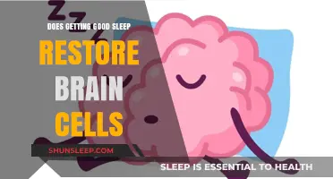 Can Quality Sleep Repair and Restore Your Brain Cells? Find Out