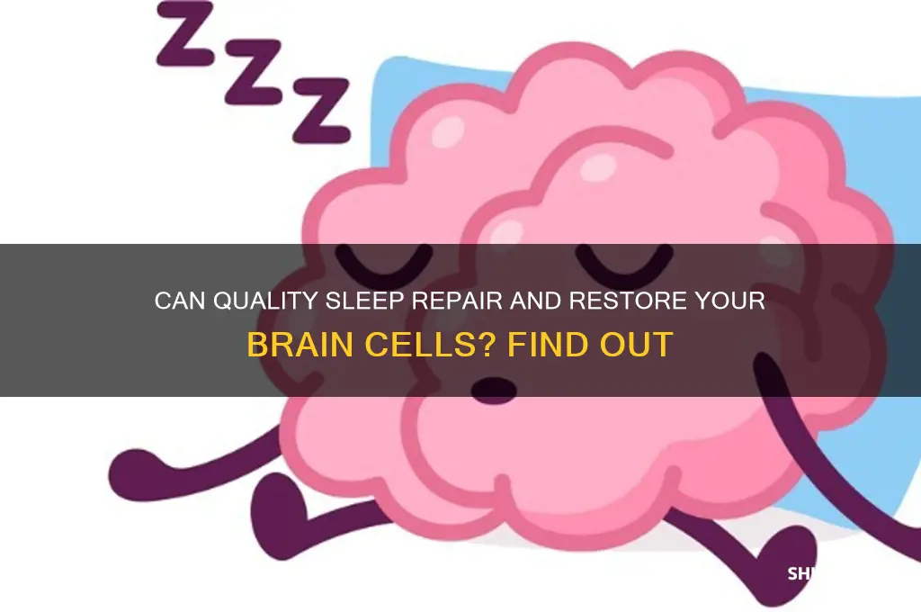 does getting good sleep restore brain cells