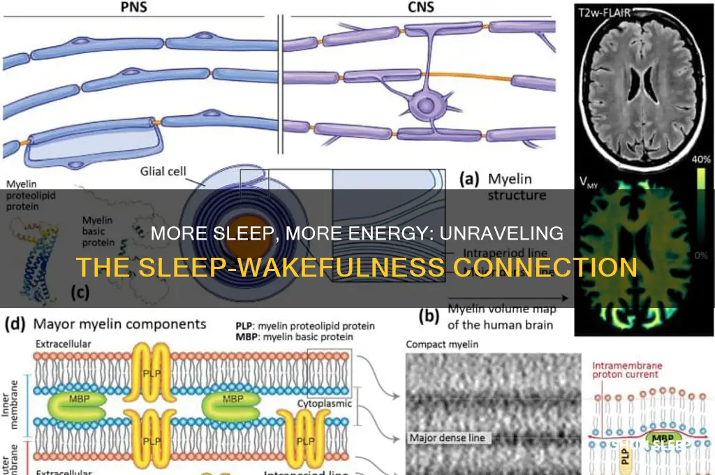 does getting more sleep make you moroe awake