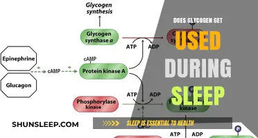 Does Glycogen Get Used During Sleep? Unraveling the Nighttime Energy Mystery