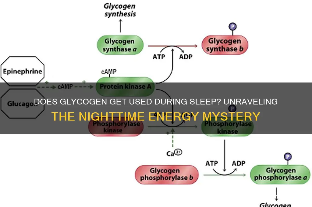 does glycogen get used during sleep