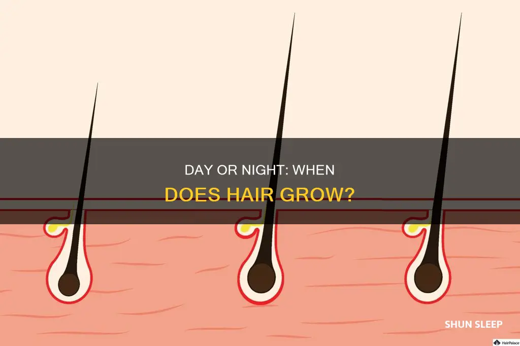 does hair grow during day or sleep