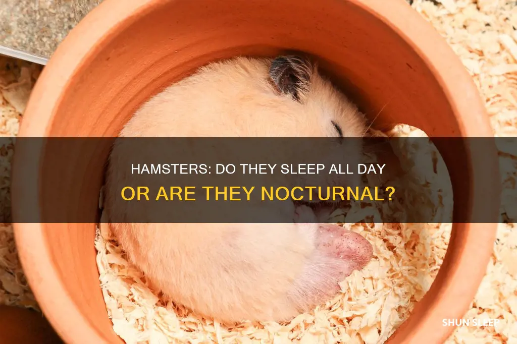 does hamsters sleep all day