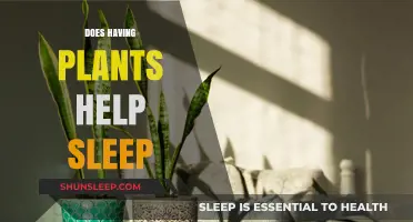 Can Plants Improve Sleep Quality? Exploring Nature's Soothing Benefits