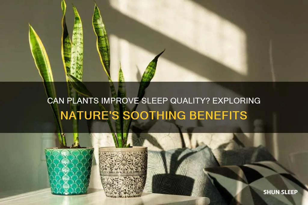 does having plants help sleep