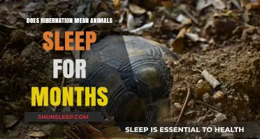 Hibernation: Why Do Animals Sleep for Months?