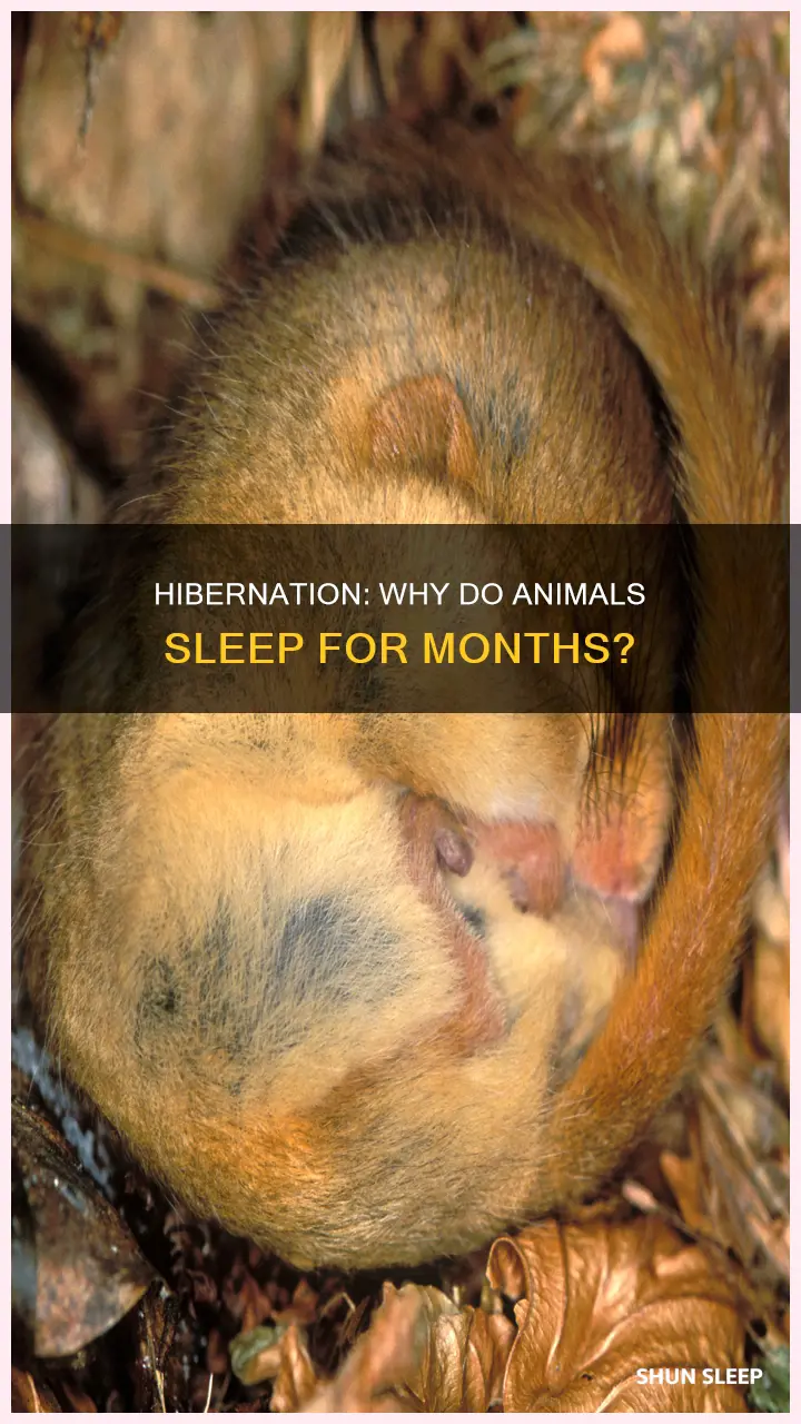 does hibernation mean animals sleep for months