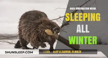 Hibernation: Sleeping Beauty or Hard at Work?